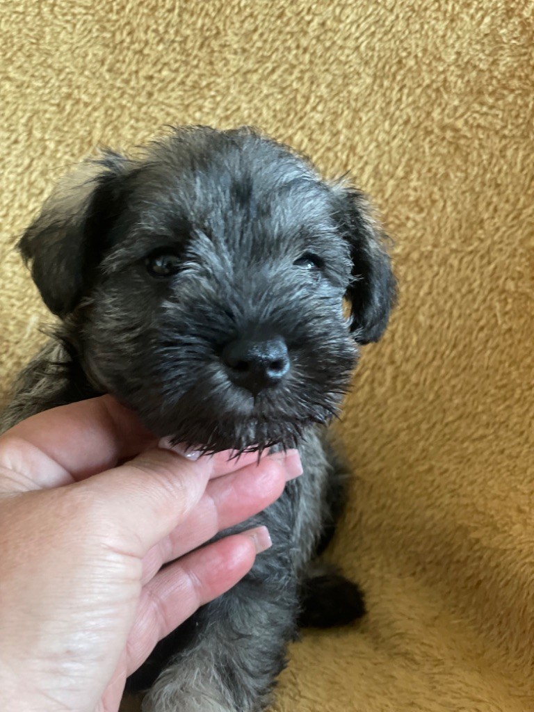 chiot Schnauzer miniature De la vallée sacré