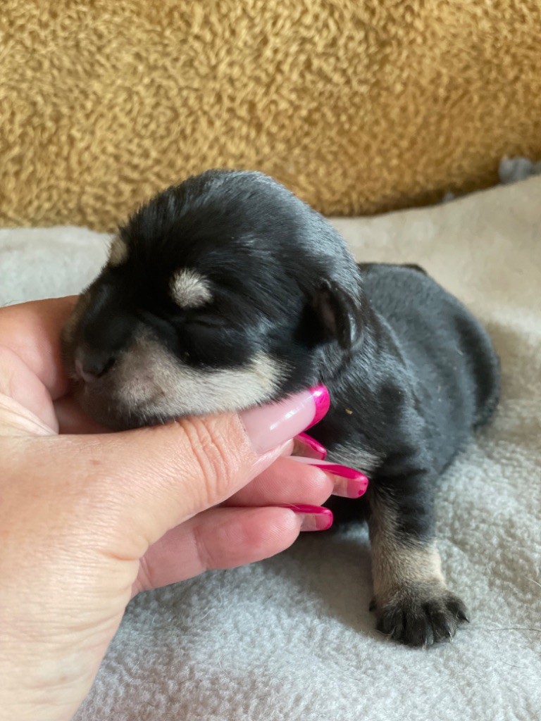 chiot Schnauzer miniature De la vallée sacré