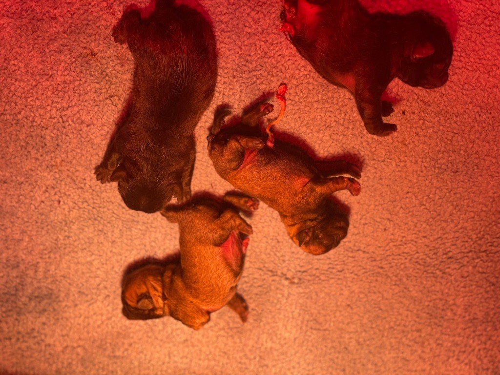 De la vallée sacré - Chiots disponibles - Carlin