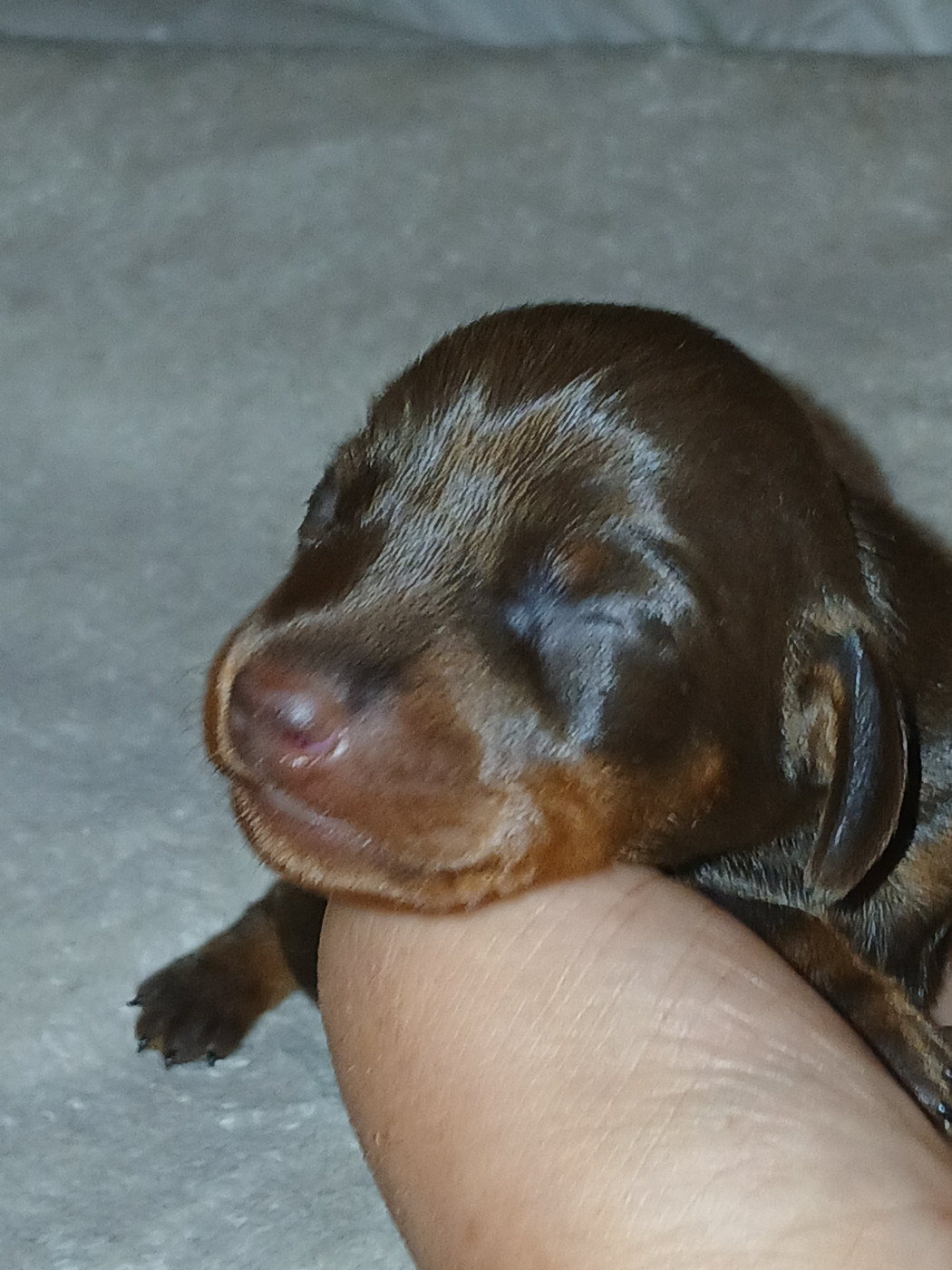 Chiot Teckel poil ras De la vallée sacré