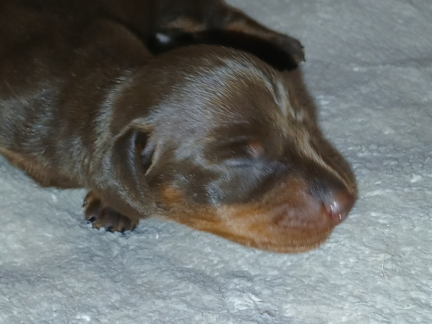 De la vallée sacré - Chiots disponibles - Teckel poil ras