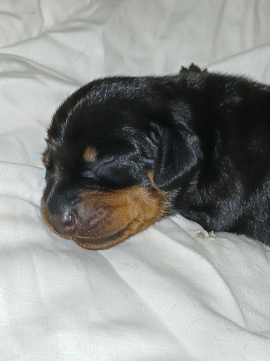 De la vallée sacré - Chiots disponibles - Teckel poil ras