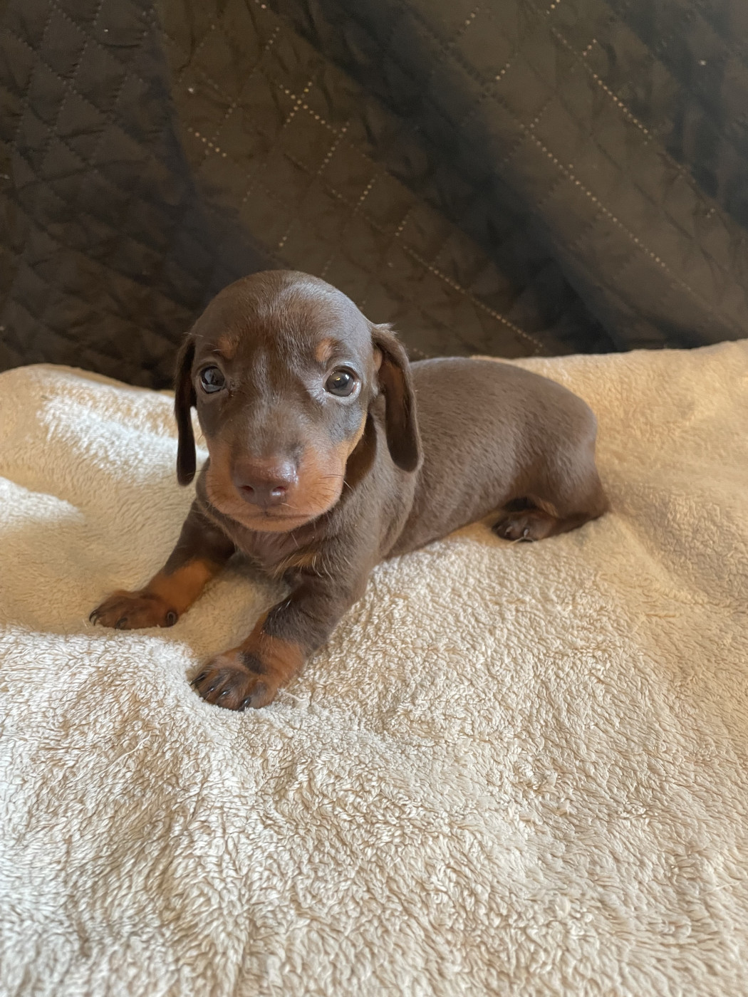 Chiot Teckel poil ras De la vallée sacré