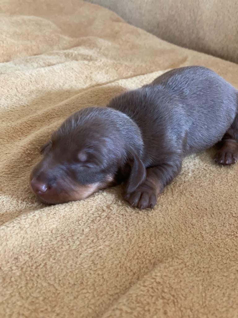 De la vallée sacré - Chiots disponibles - Teckel poil ras