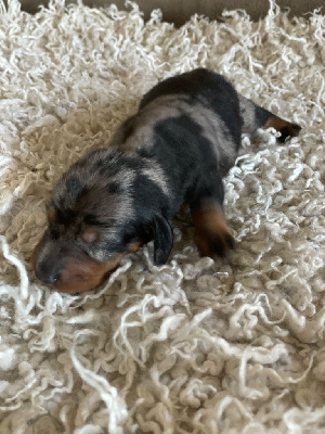 CHIOT 1