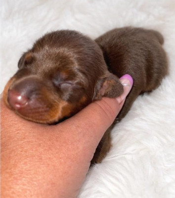 Chiot N°1