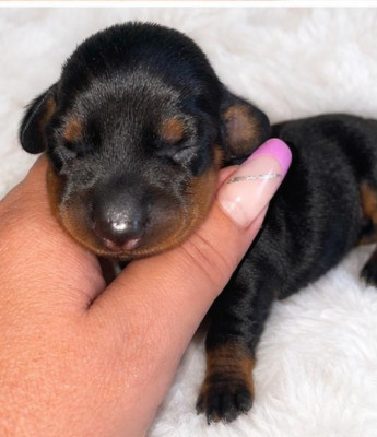 Chiot N°2