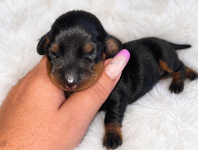Chiot N°3