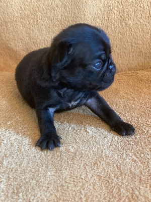 CHIOT 4