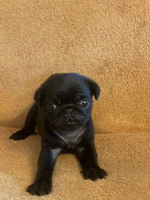 CHIOT 3