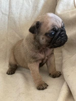CHIOT 1