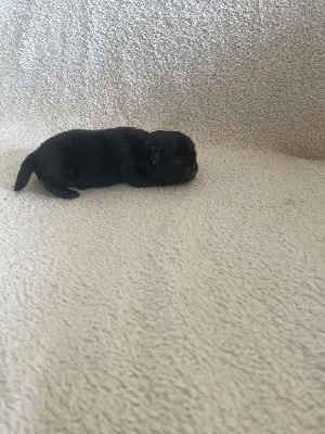 CHIOT 3