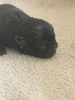 CHIOT 4