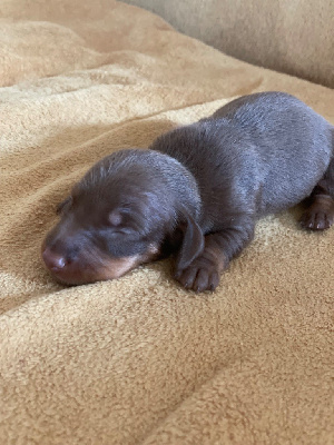 CHIOT 2