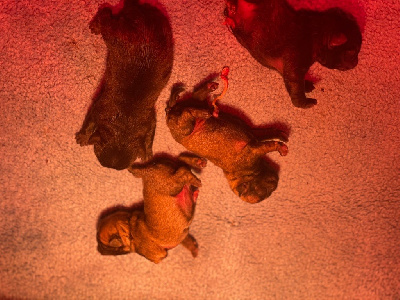 CHIOT 2