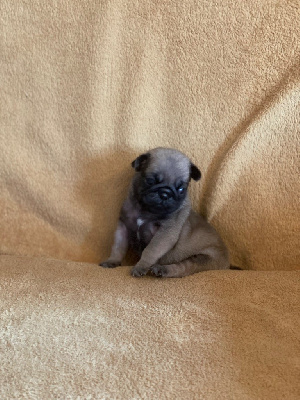 CHIOT 1