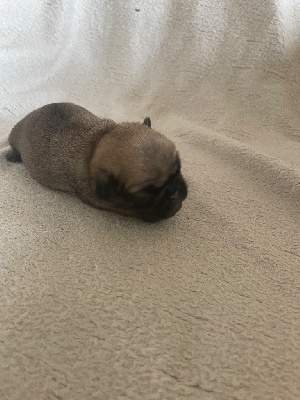 CHIOT 1