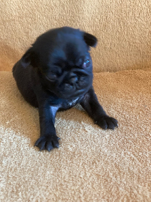 CHIOT 3