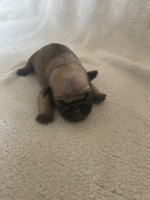 CHIOT 5
